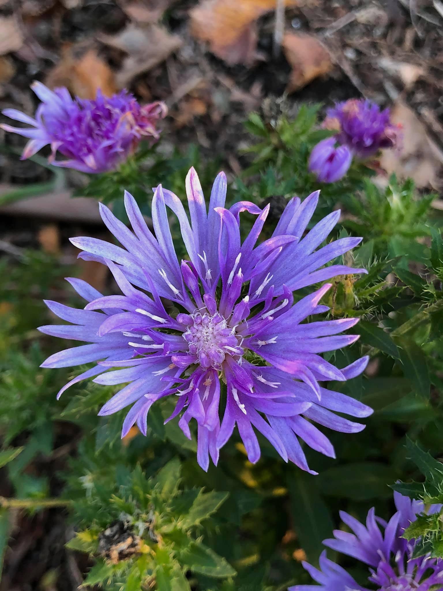 Stokesia Laevis Peachie S Pick - View 2 from www redcrocus com