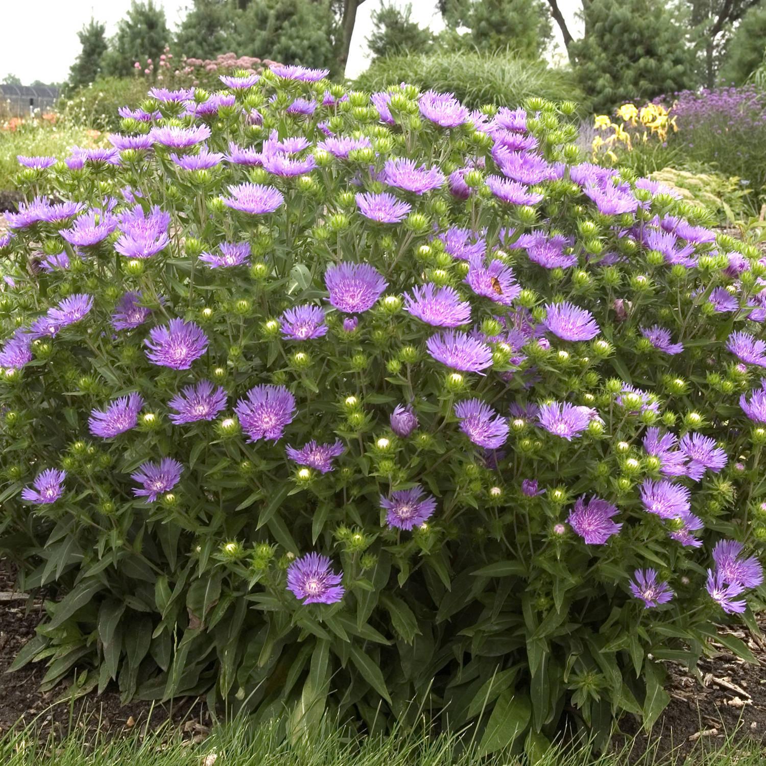 Stokesia Laevis Peachie S Pick - View 6 from www redcrocus com