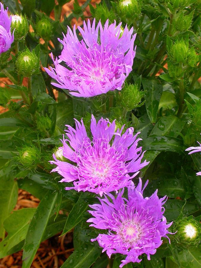 Stokesia Laevis Peachie S Pick - View 7 from www redcrocus com