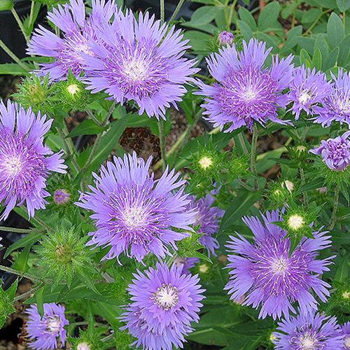 Stokesia Laevis Peachie S Pick - View 9 from www redcrocus com