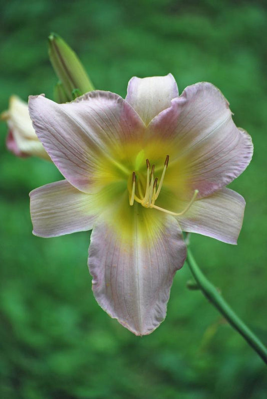 Hemerocallis X 'catherine Woodbury' - View 10 from www redcrocus com