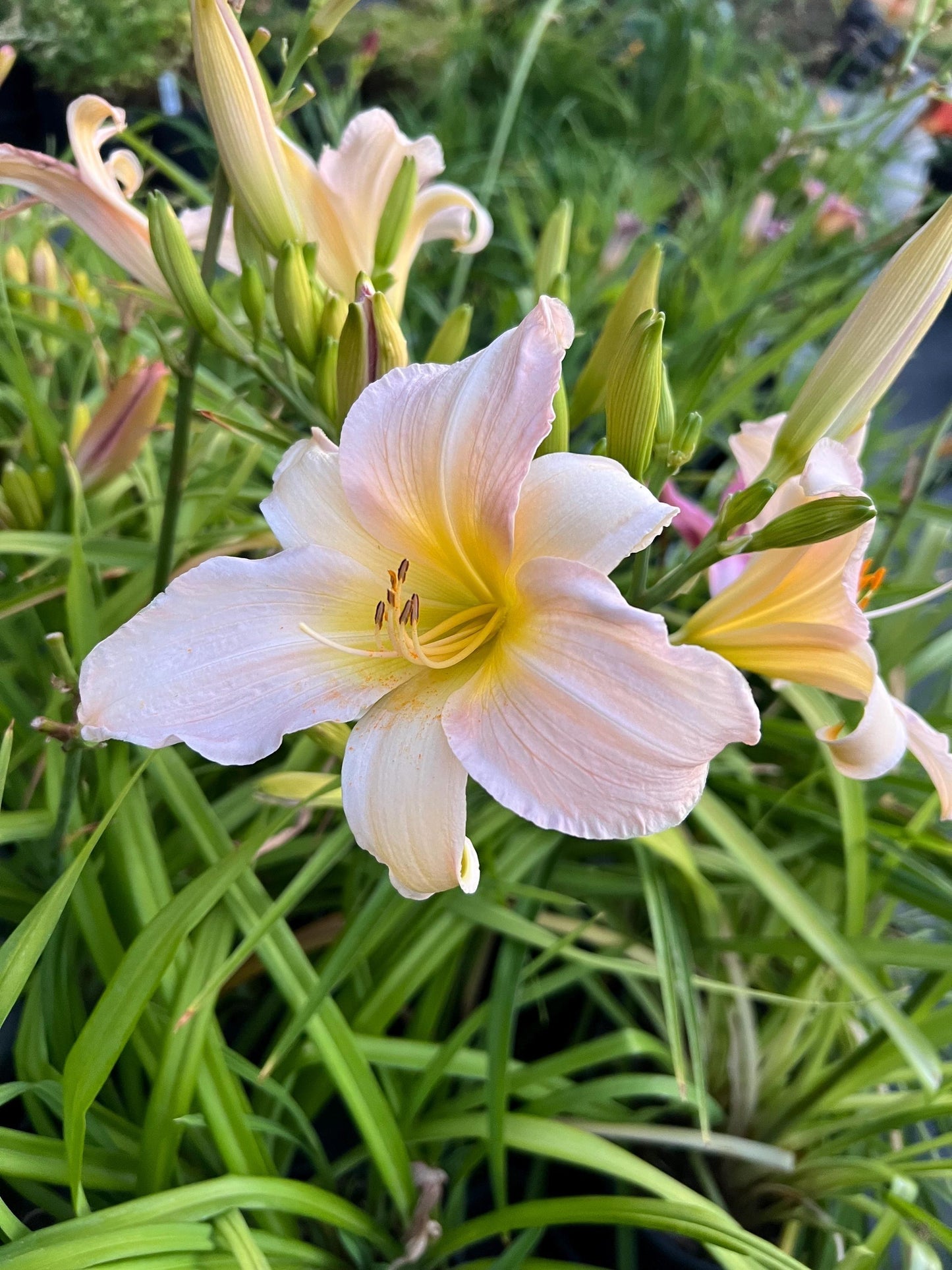 Hemerocallis X 'catherine Woodbury' - View 11 from www redcrocus com