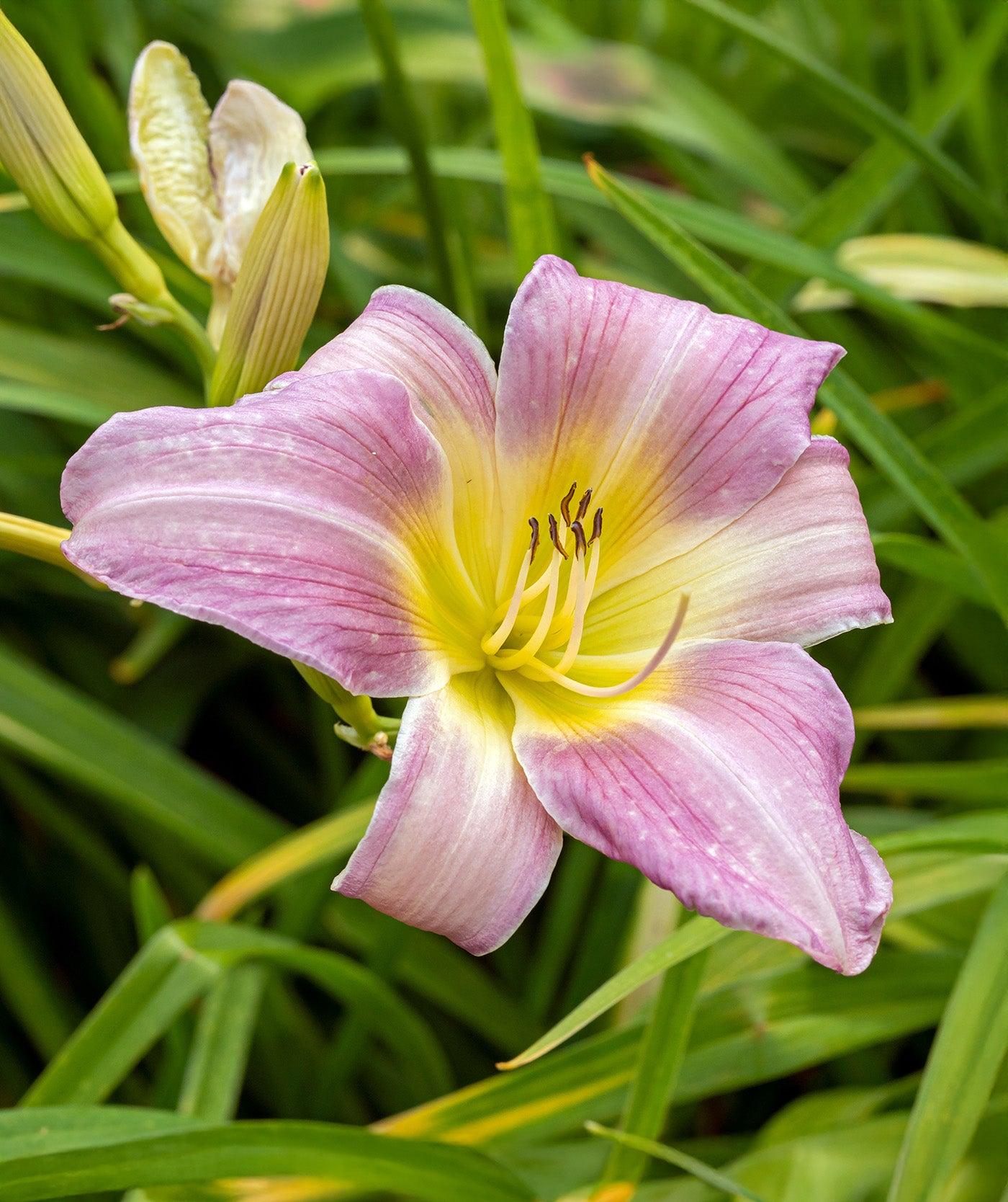 Hemerocallis X 'catherine Woodbury' - View 13 from www redcrocus com