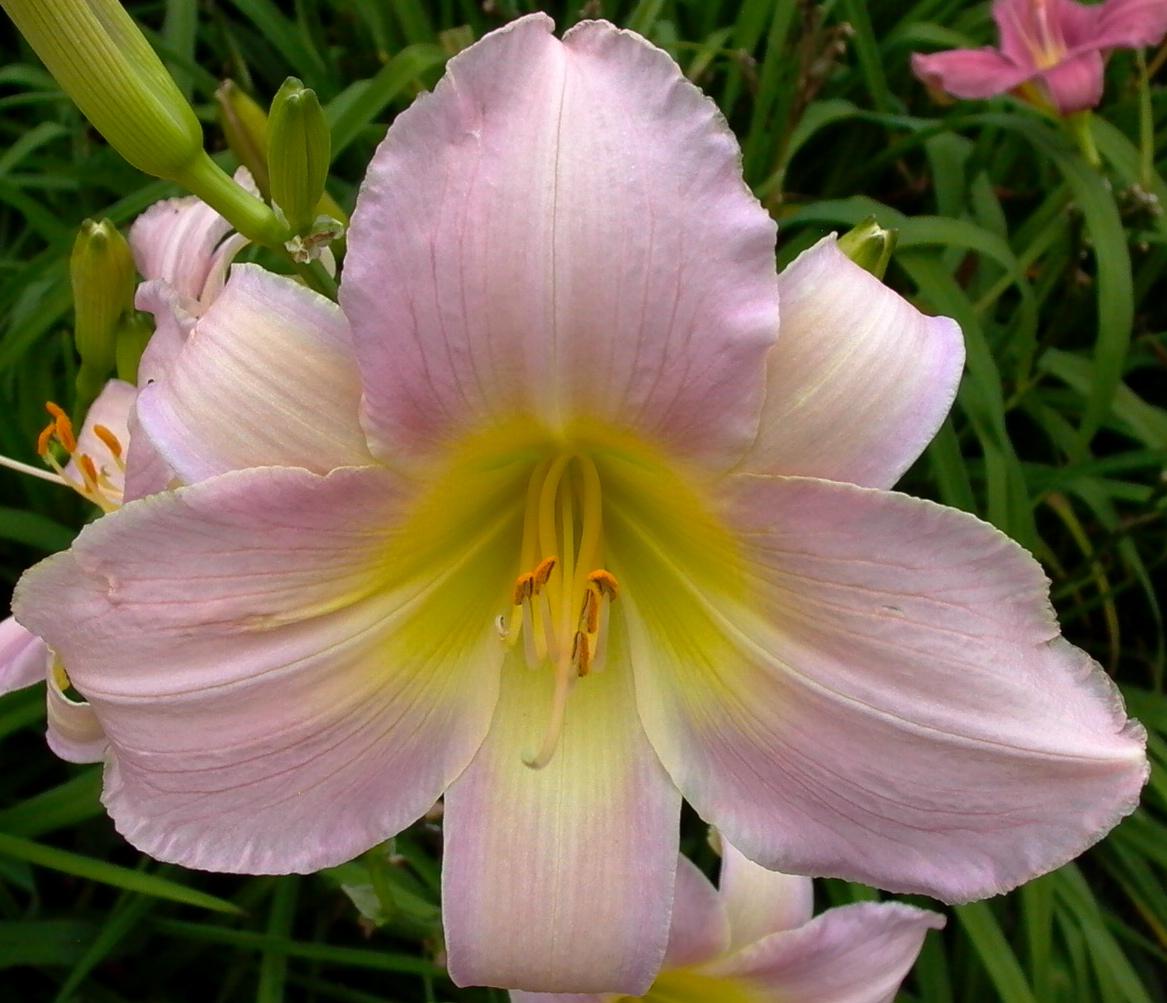 Hemerocallis X 'catherine Woodbury' - View 14 from www redcrocus com