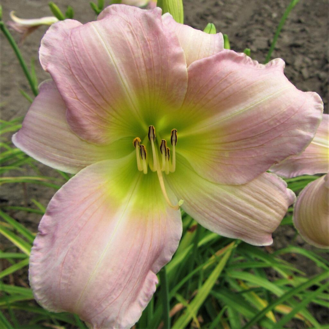 Hemerocallis X 'catherine Woodbury' - View 17 from www redcrocus com