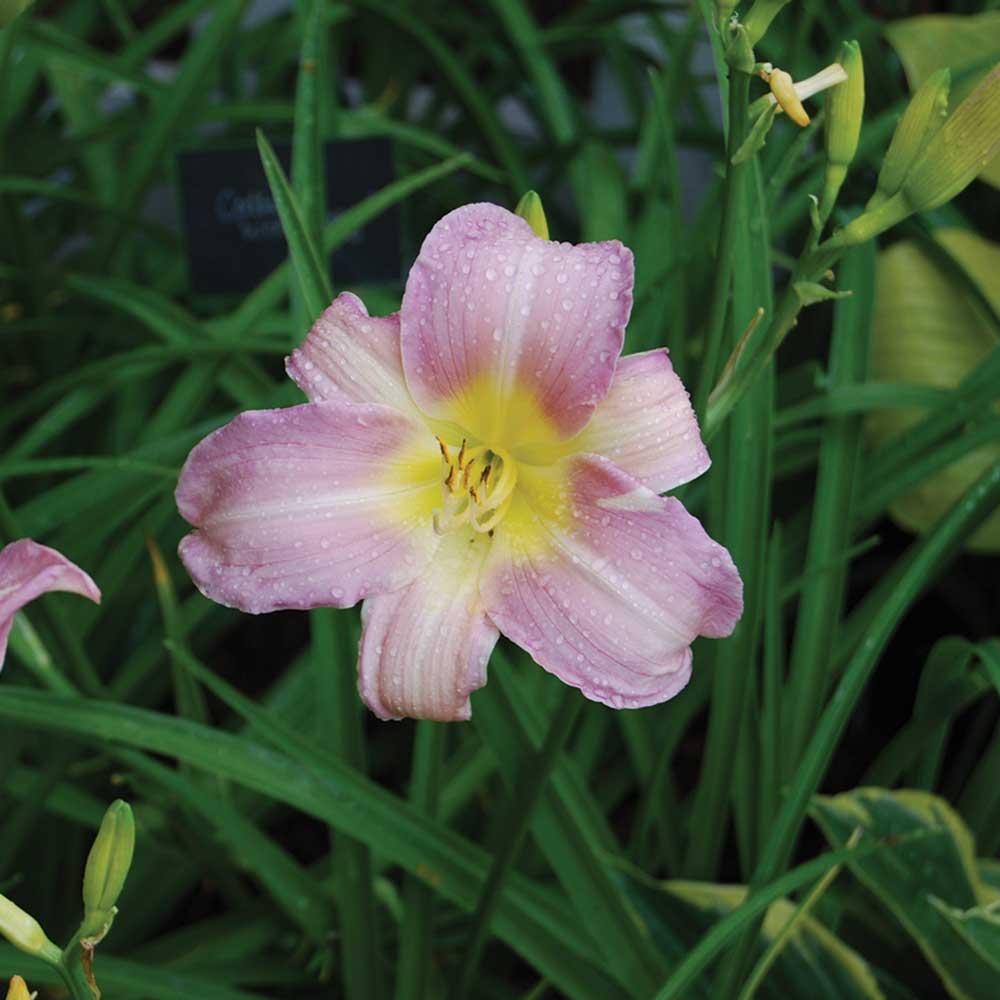 Hemerocallis X 'catherine Woodbury' - View 18 from www redcrocus com