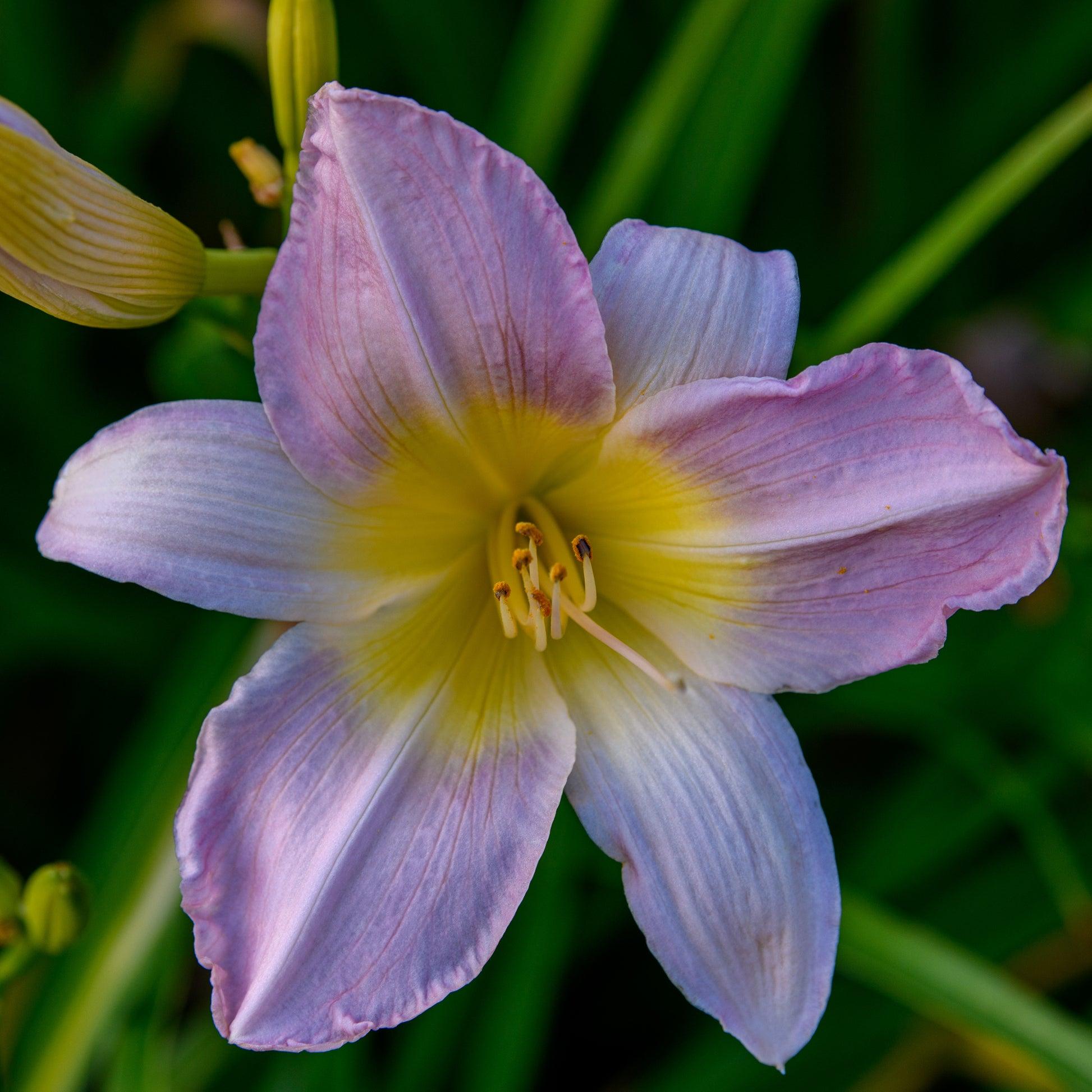 Hemerocallis X 'catherine Woodbury' - View 2 from www redcrocus com