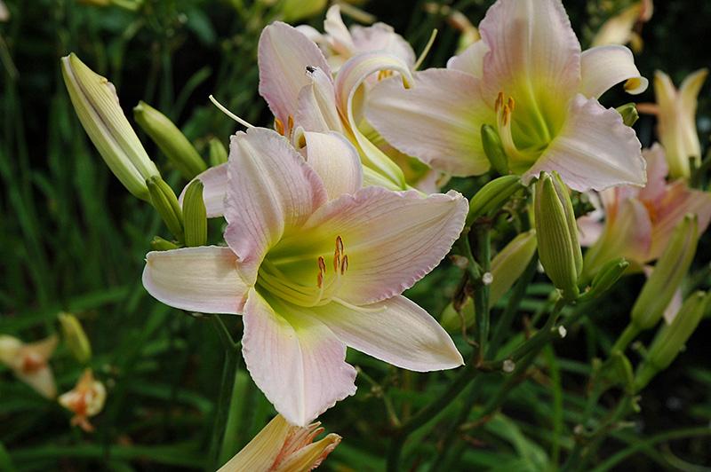 Hemerocallis X 'catherine Woodbury' - View 3 from www redcrocus com