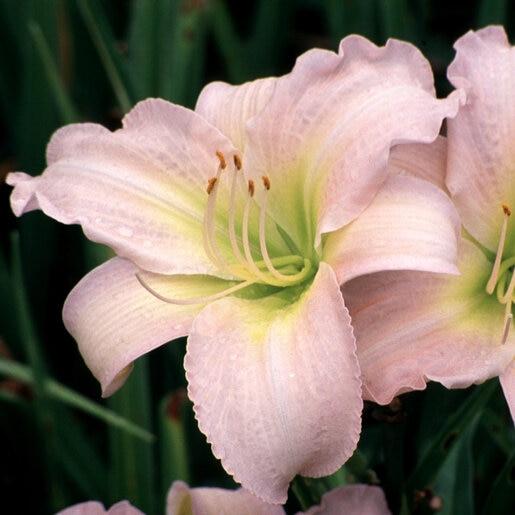 Hemerocallis X 'catherine Woodbury' - View 4 from www redcrocus com