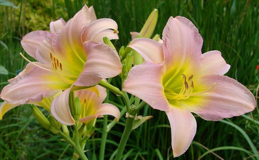 Hemerocallis X 'catherine Woodbury' - View 6 from www redcrocus com