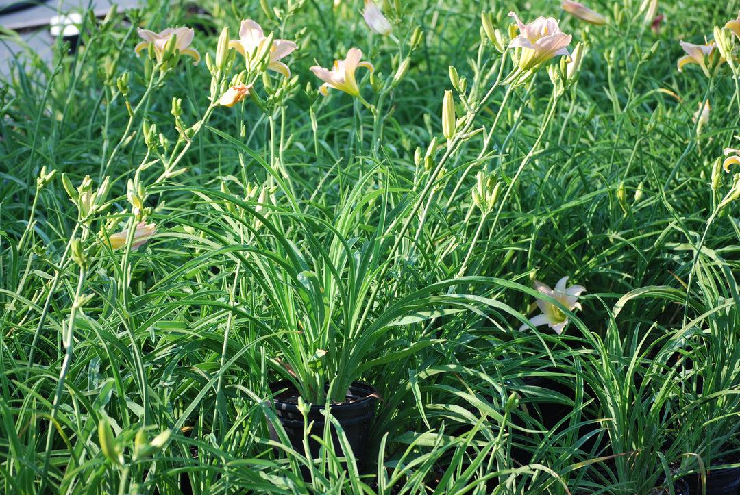 Hemerocallis X 'catherine Woodbury' - View 7 from www redcrocus com