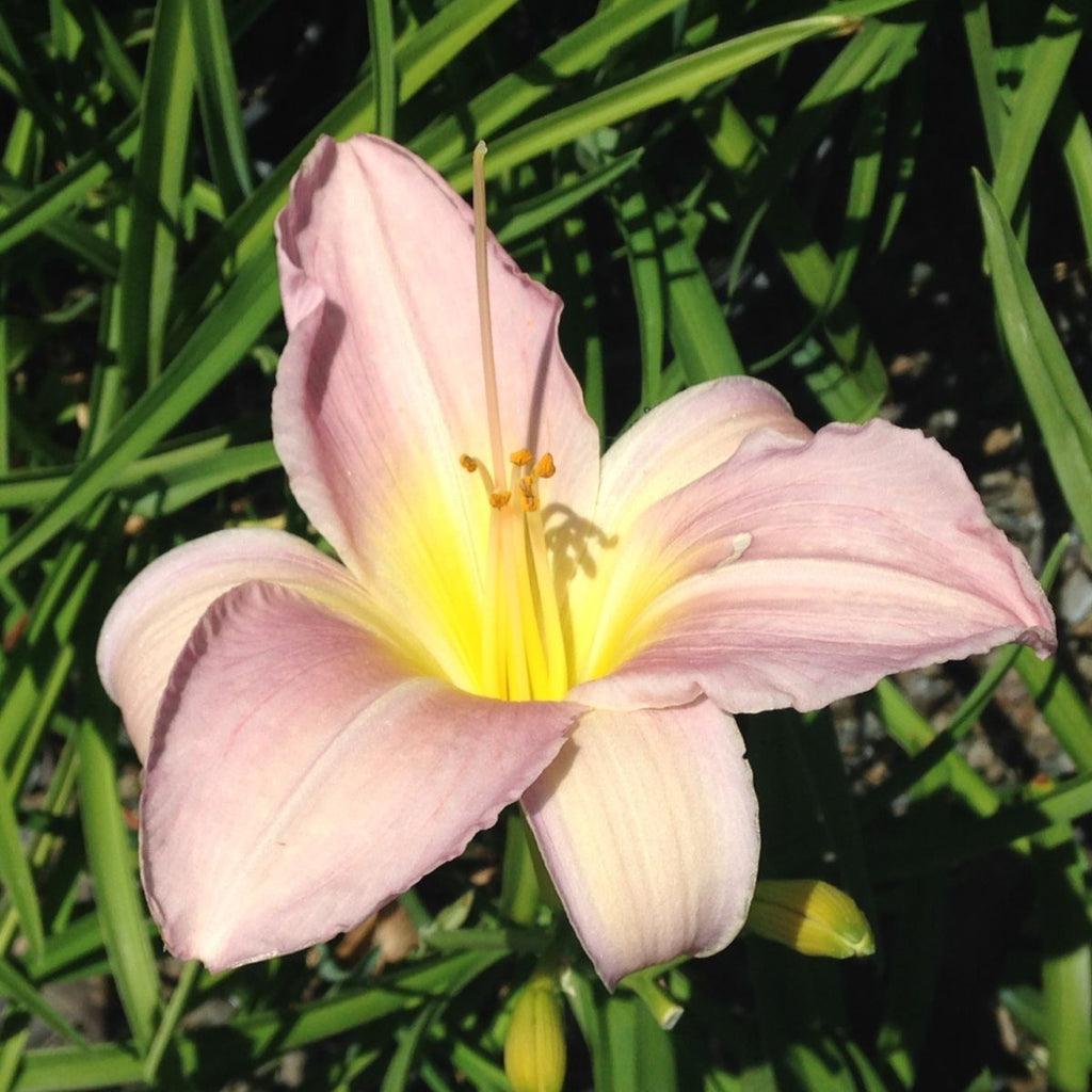 Hemerocallis X 'catherine Woodbury' - View 9 from www redcrocus com