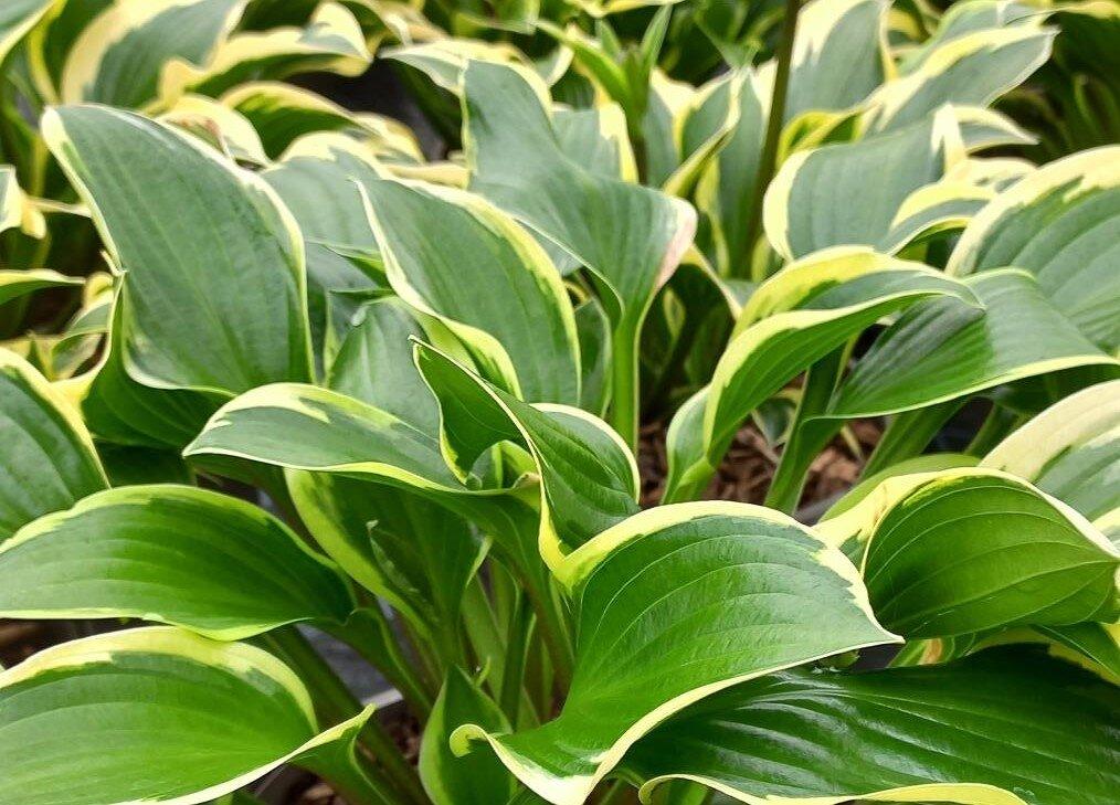 Hosta X Queen Josephine - View 10 from www redcrocus com