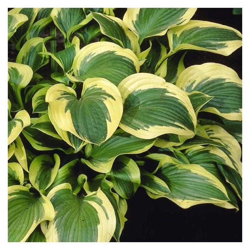 Hosta X Queen Josephine - View 12 from www redcrocus com