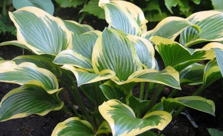 Hosta X Queen Josephine - View 13 from www redcrocus com