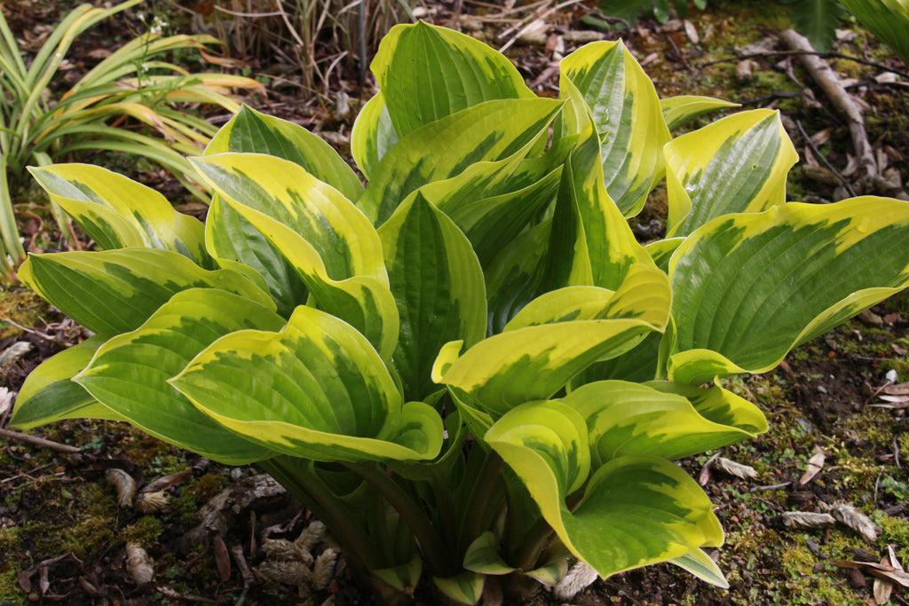Hosta X Queen Josephine - View 15 from www redcrocus com