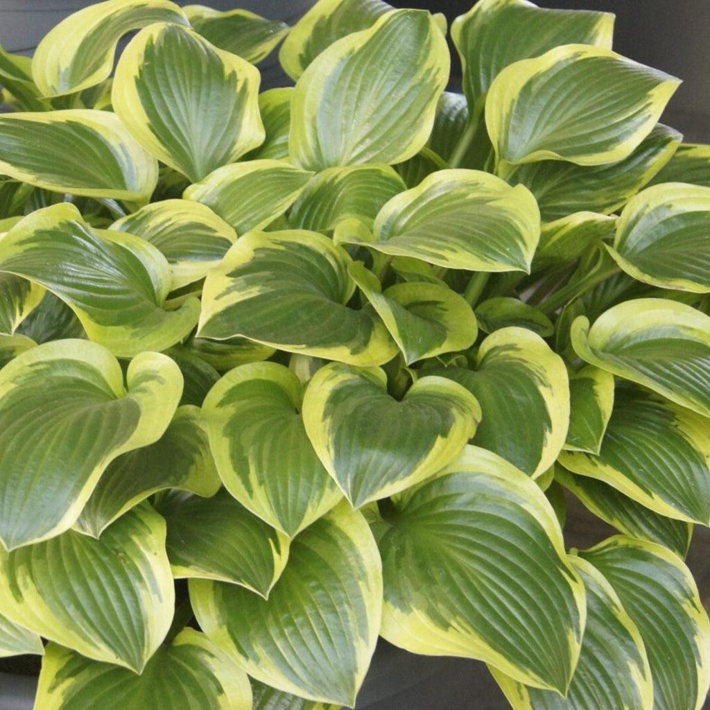 Hosta X Queen Josephine - View 1 from www redcrocus com