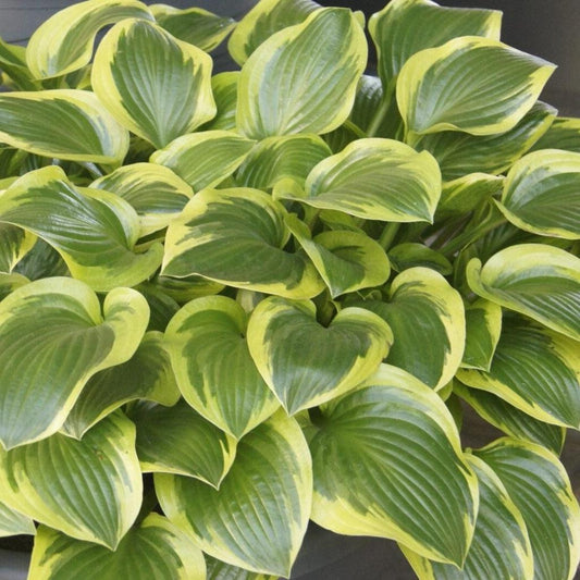 Hosta X Queen Josephine - View 1 from www redcrocus com