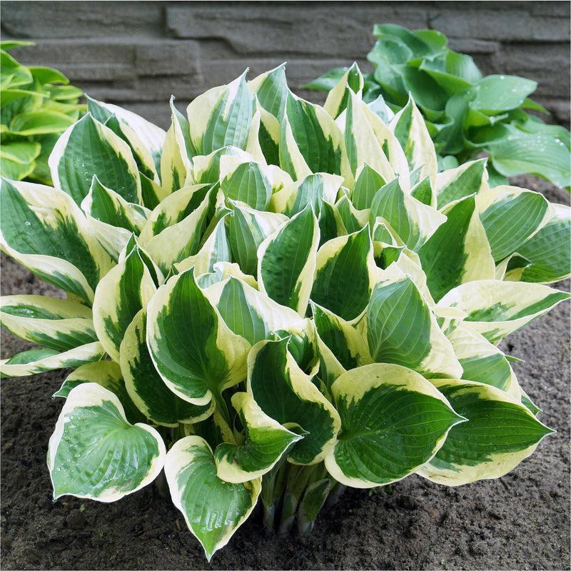 Hosta X Queen Josephine - View 3 from www redcrocus com