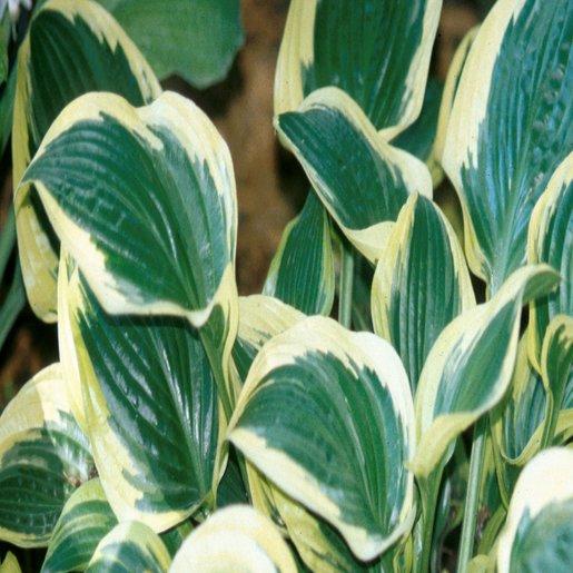 Hosta X Queen Josephine - View 5 from www redcrocus com