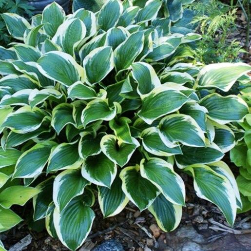 Hosta X Queen Josephine - View 7 from www redcrocus com