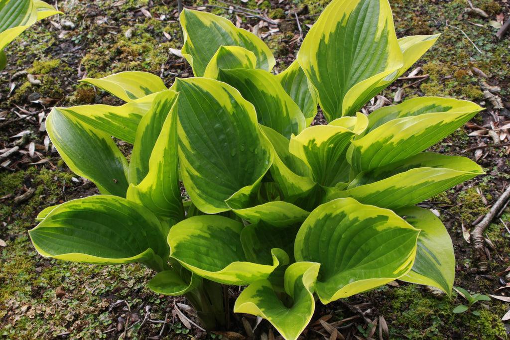 Hosta X Queen Josephine - View 8 from www redcrocus com
