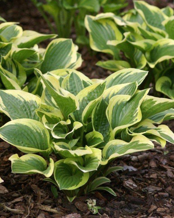 Hosta X Queen Josephine - View 9 from www redcrocus com