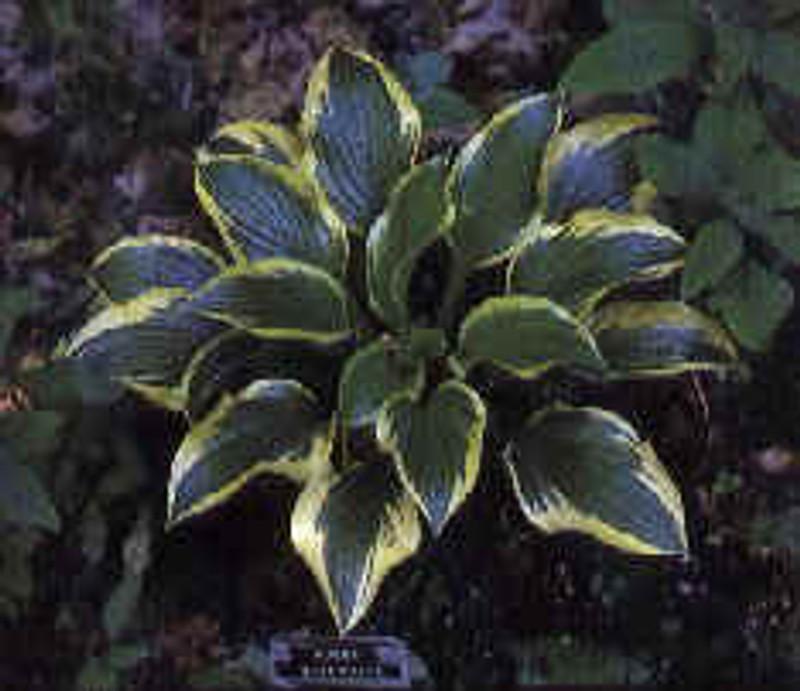 Hosta X 'queen Josephine' - View 10 from www redcrocus com