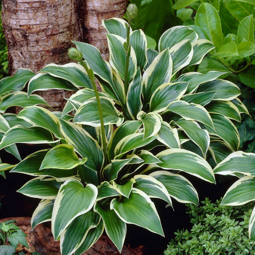 Hosta X 'queen Josephine' - View 13 from www redcrocus com