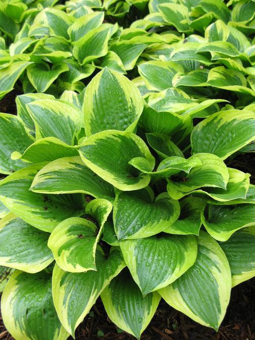 Hosta X 'queen Josephine' - View 5 from www redcrocus com