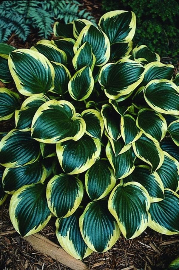 Hosta X 'queen Josephine' - View 7 from www redcrocus com