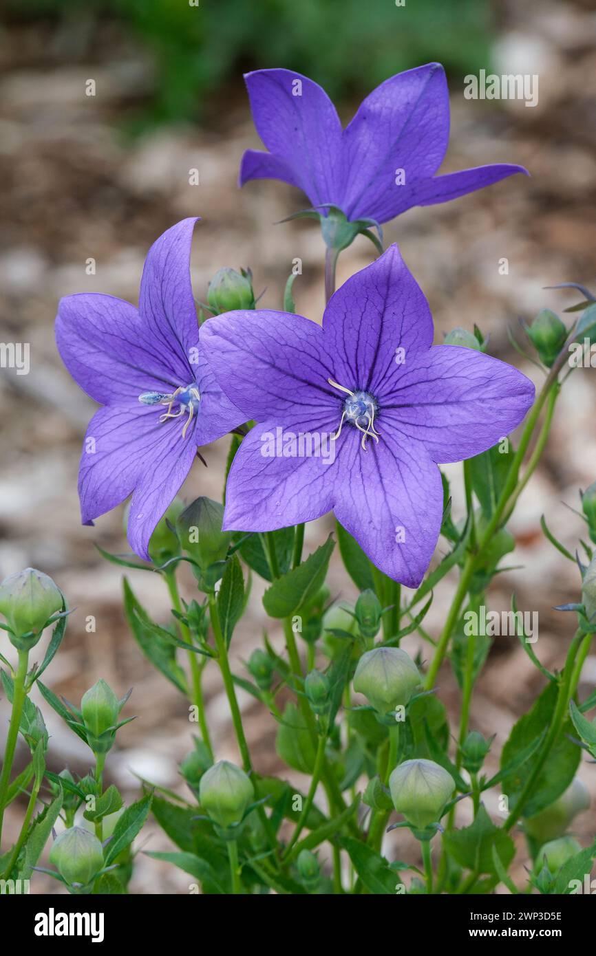 Platycodon Grandiflorus Astra Blue - View 7 from www redcrocus com