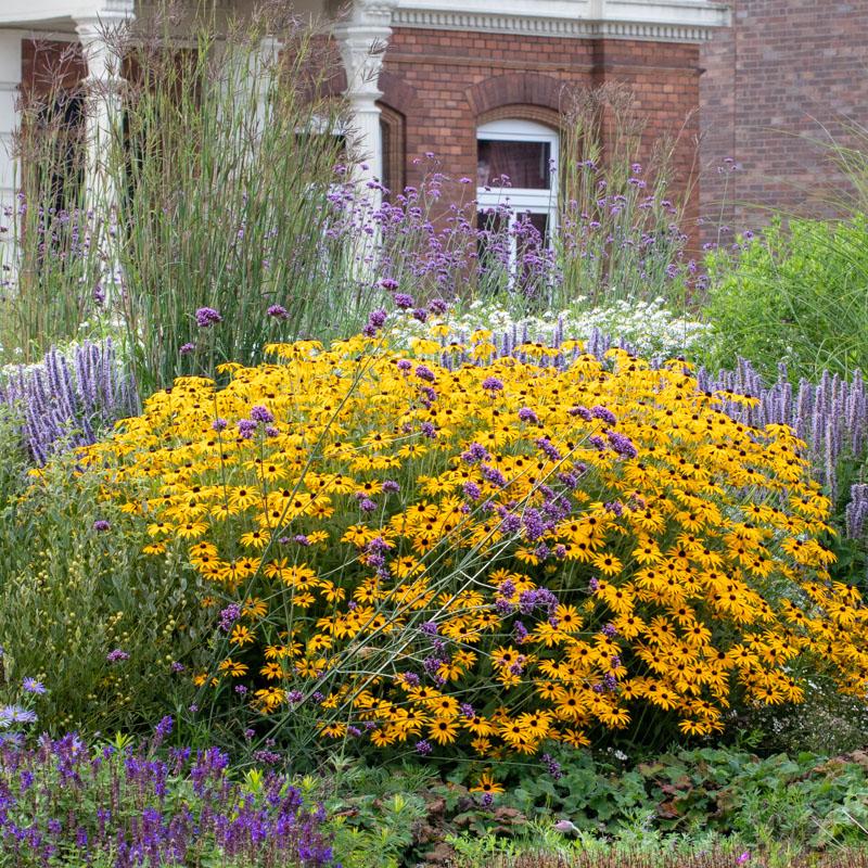 Rudbeckia Fulgida Var  Deamii - View 10 from www redcrocus com
