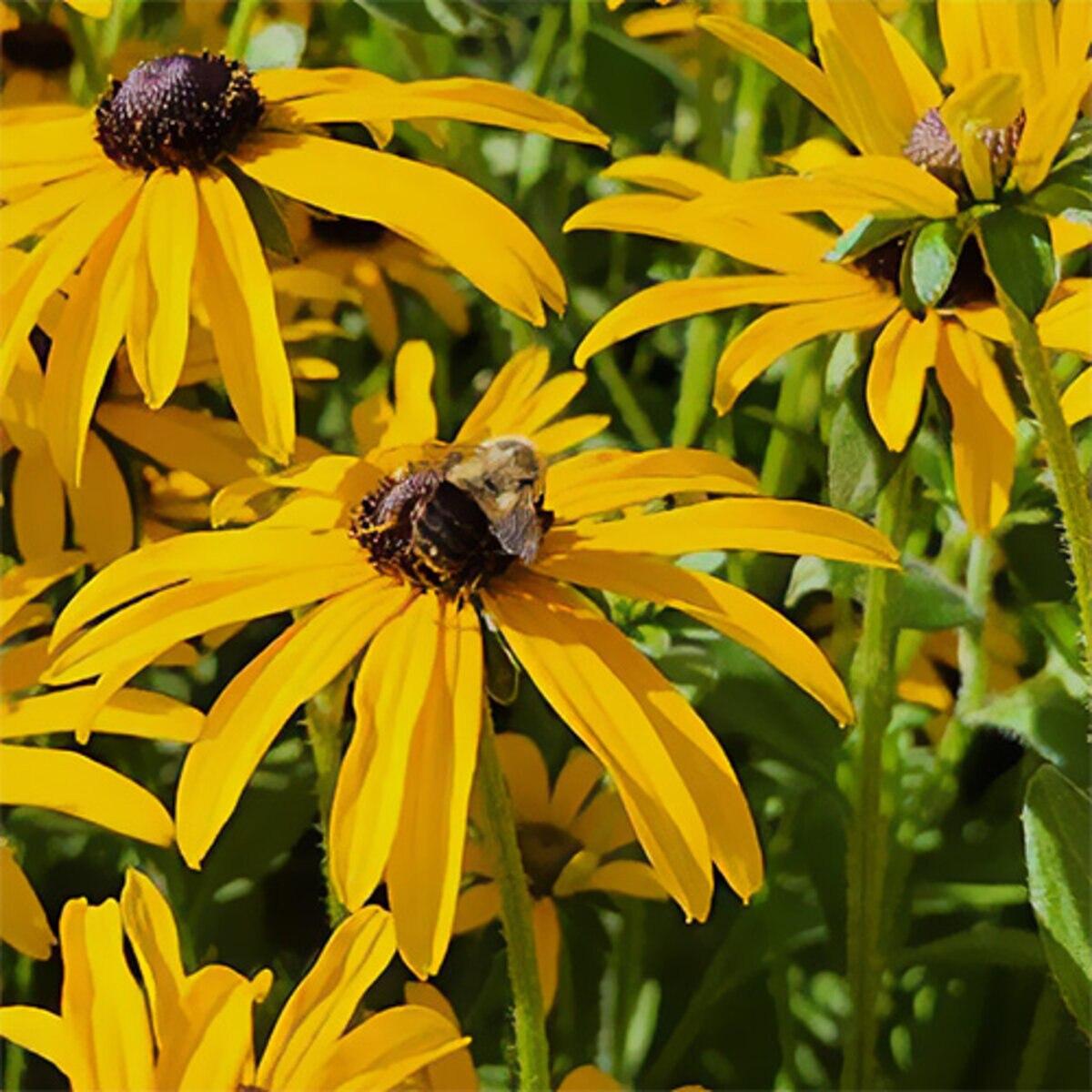 Rudbeckia Fulgida Var  Deamii - View 11 from www redcrocus com