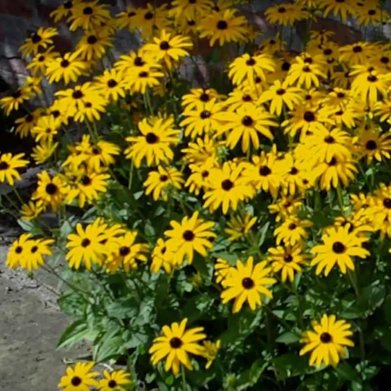 Rudbeckia Fulgida Var  Deamii - View 13 from www redcrocus com