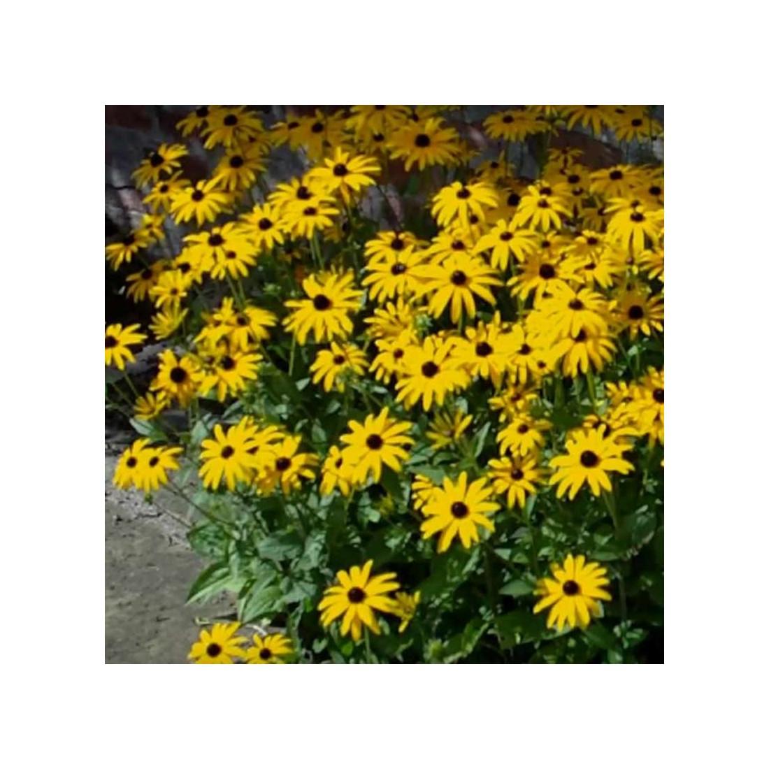 Rudbeckia Fulgida Var  Deamii - View 14 from www redcrocus com