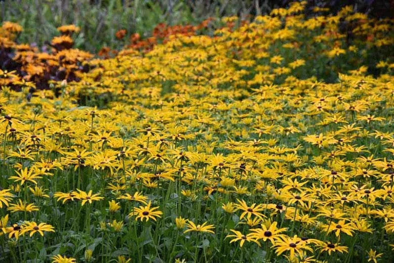 Rudbeckia Fulgida Var  Deamii - View 15 from www redcrocus com
