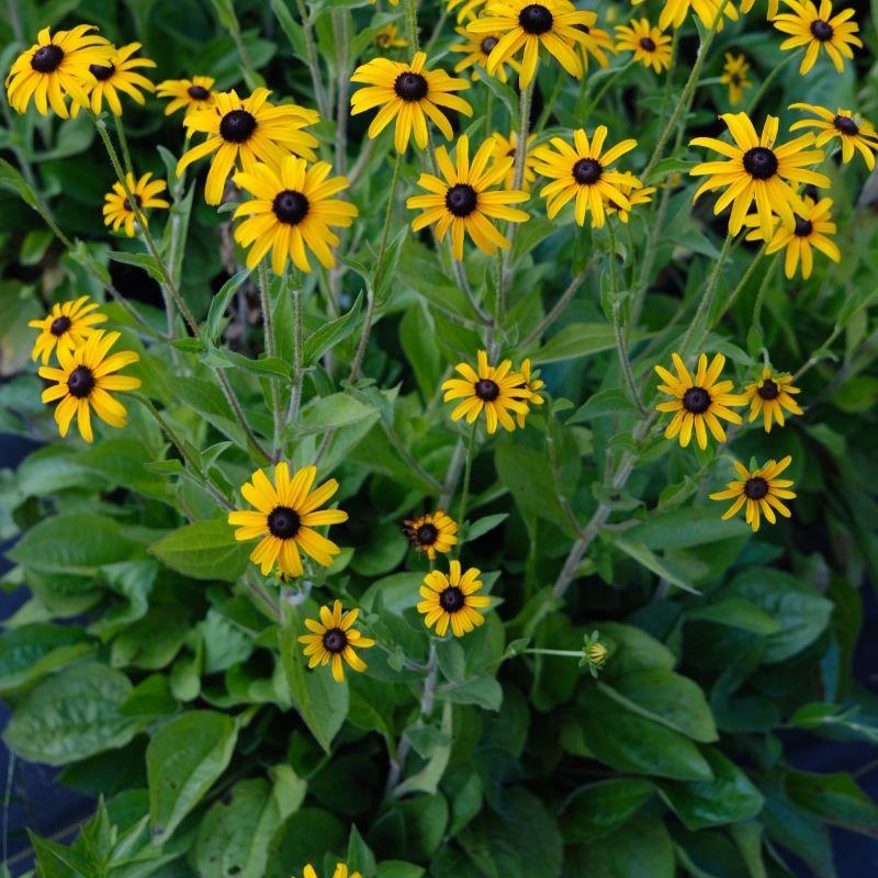 Rudbeckia Fulgida Var  Deamii - View 15 from www redcrocus com