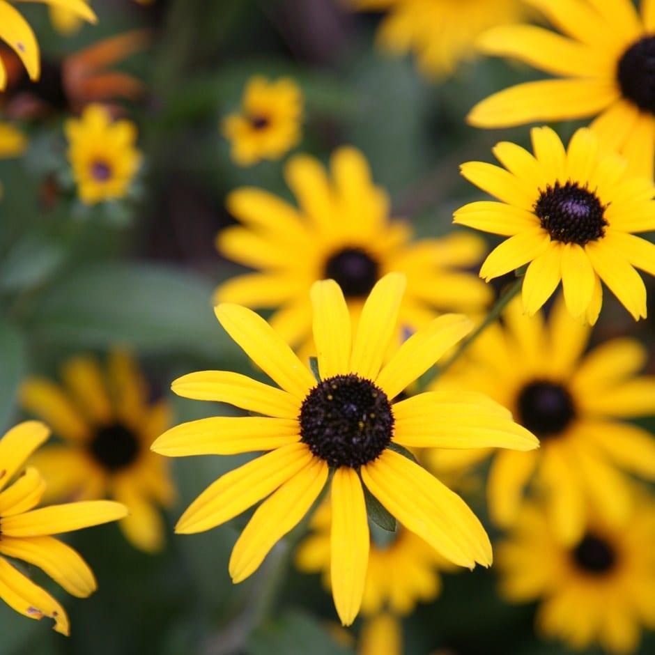 Rudbeckia Fulgida Var  Deamii - View 17 from www redcrocus com