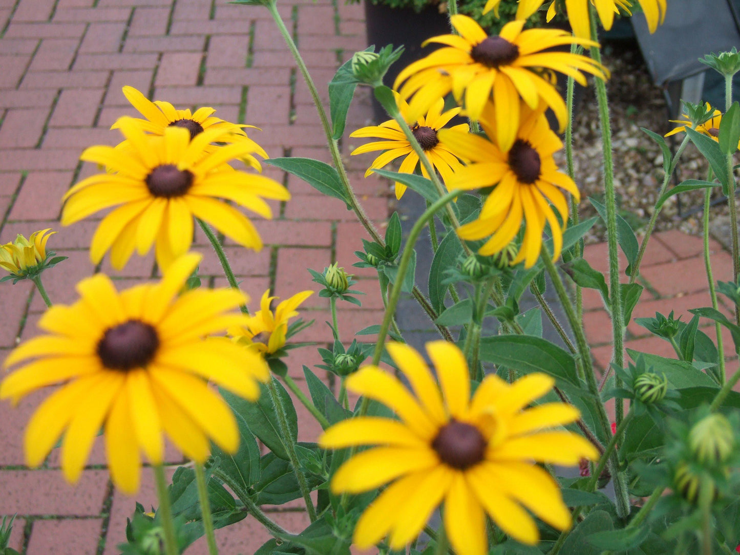 Rudbeckia Fulgida Var  Deamii - View 18 from www redcrocus com
