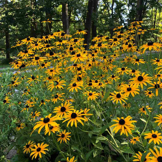 Rudbeckia Fulgida Var  Deamii - View 1 from www redcrocus com