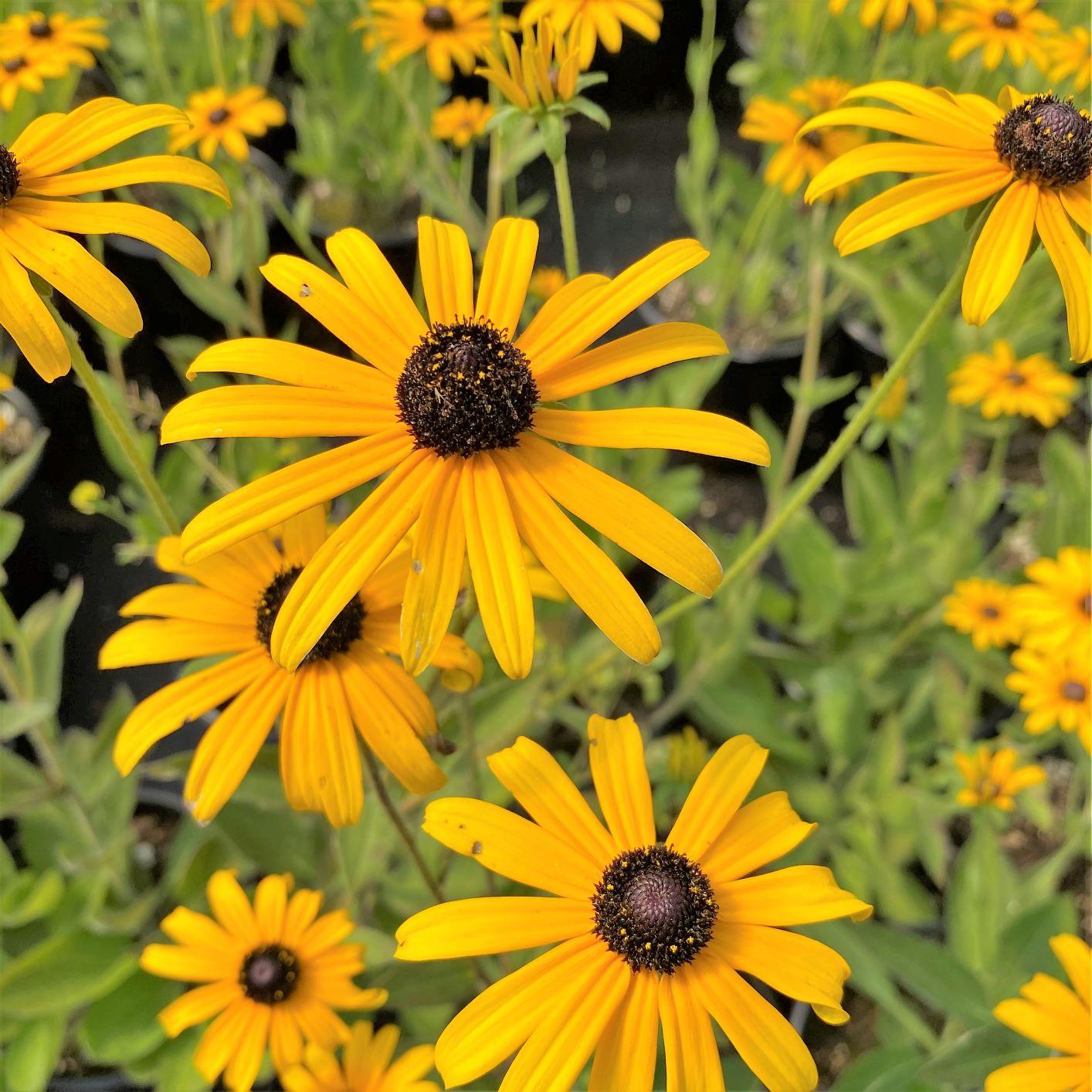 Rudbeckia Fulgida Var  Deamii - View 2 from www redcrocus com