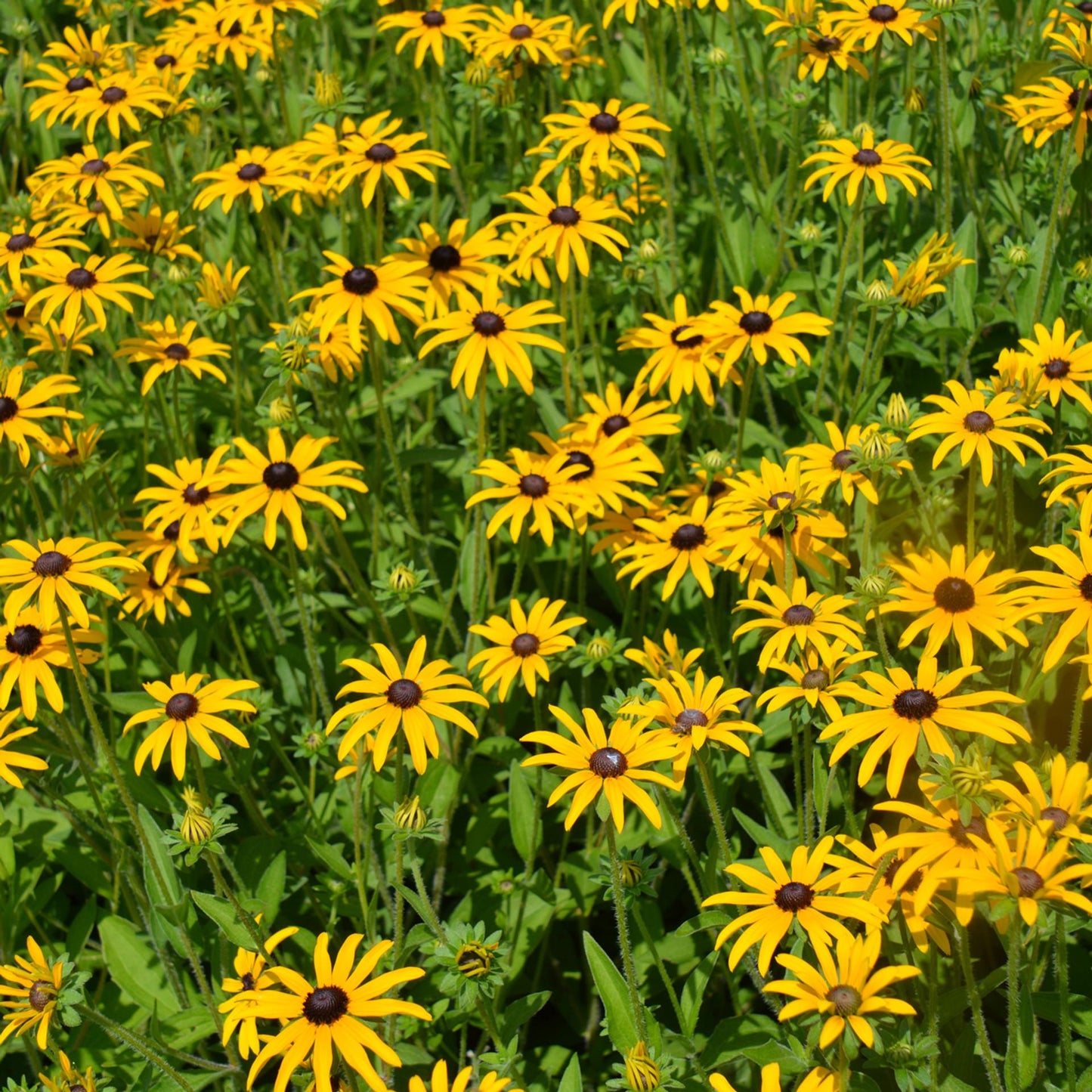 Rudbeckia Fulgida Var  Deamii - View 4 from www redcrocus com