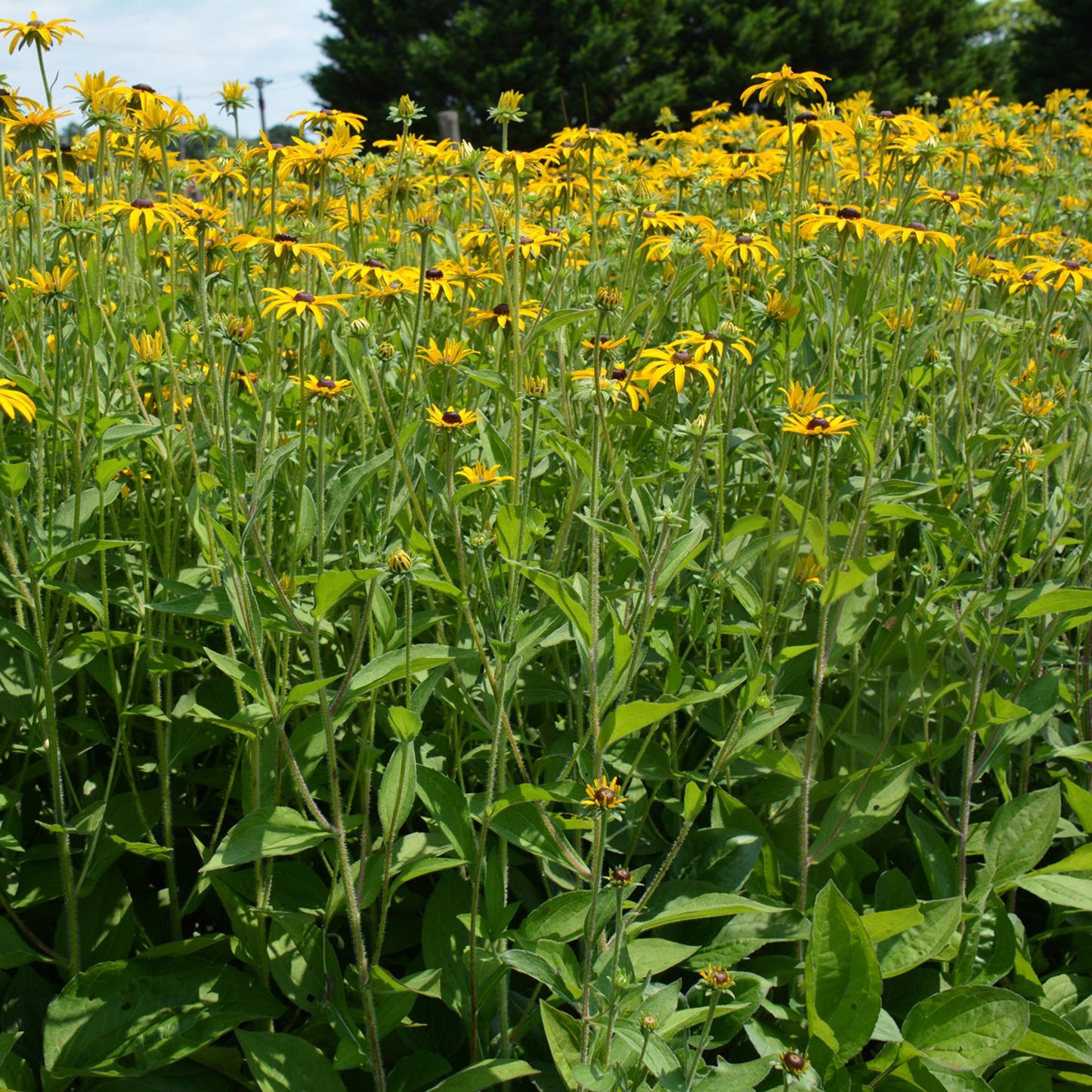 Rudbeckia Fulgida Var  Deamii - View 5 from www redcrocus com