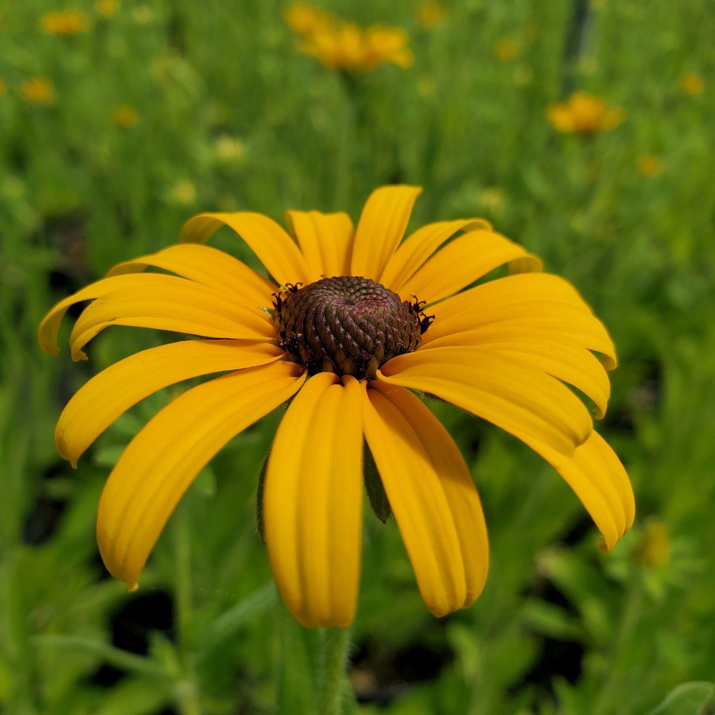 Rudbeckia Fulgida Var  Deamii - View 6 from www redcrocus com