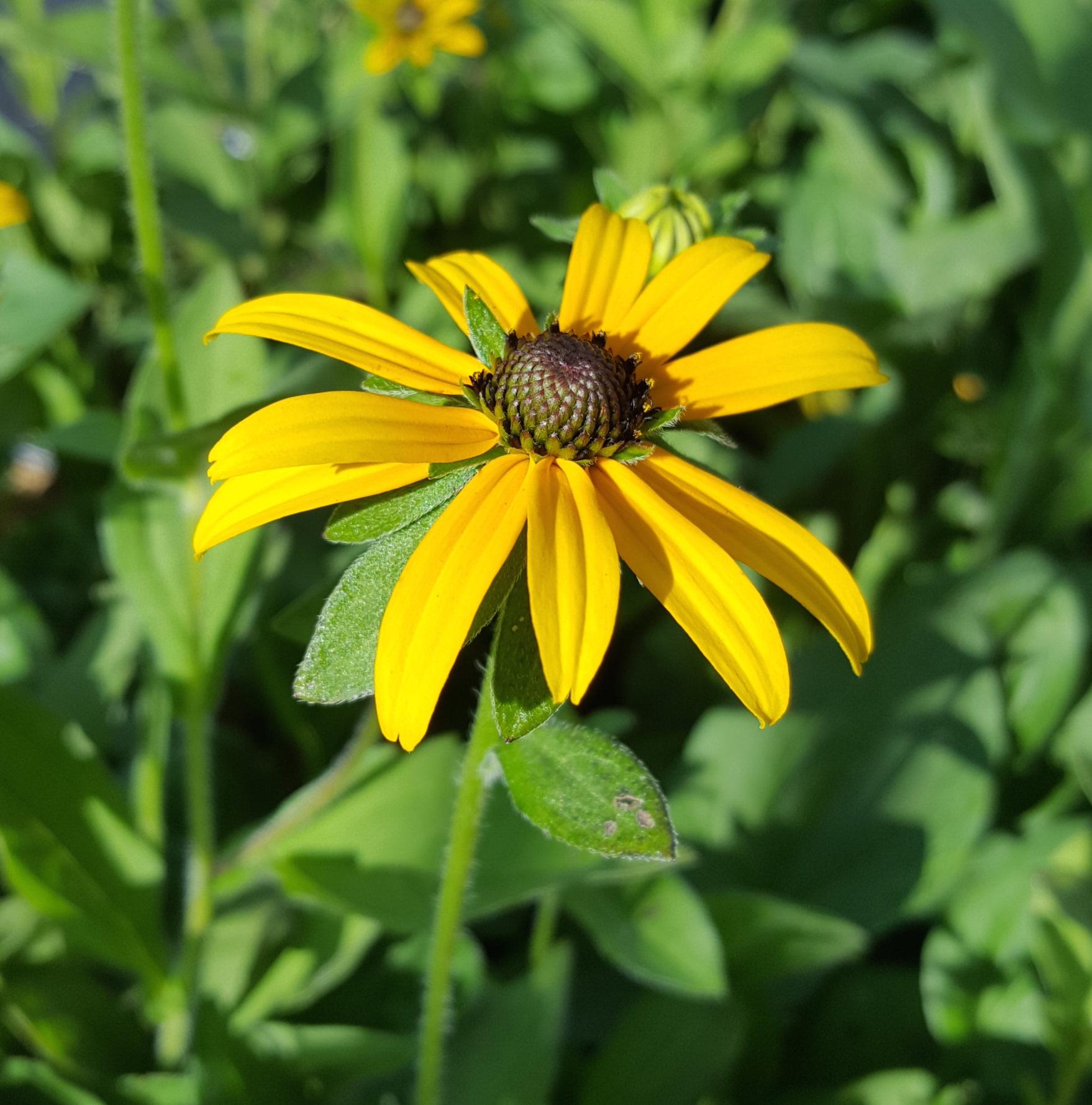 Rudbeckia Fulgida Var  Deamii - View 7 from www redcrocus com