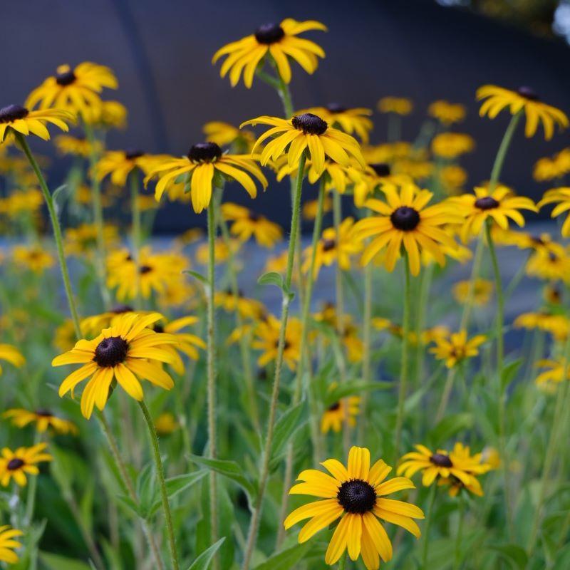 Rudbeckia Fulgida Var  Deamii - View 8 from www redcrocus com