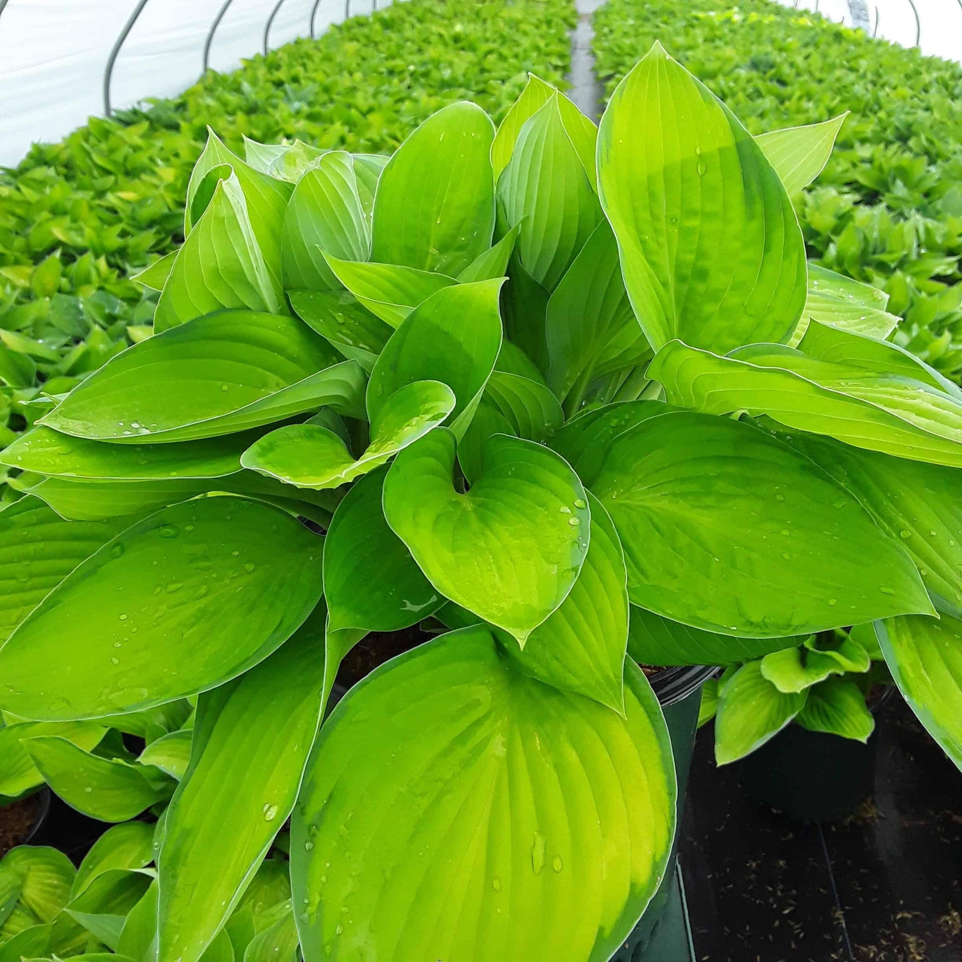 Hosta X Gold Standard - View 10 from www redcrocus com