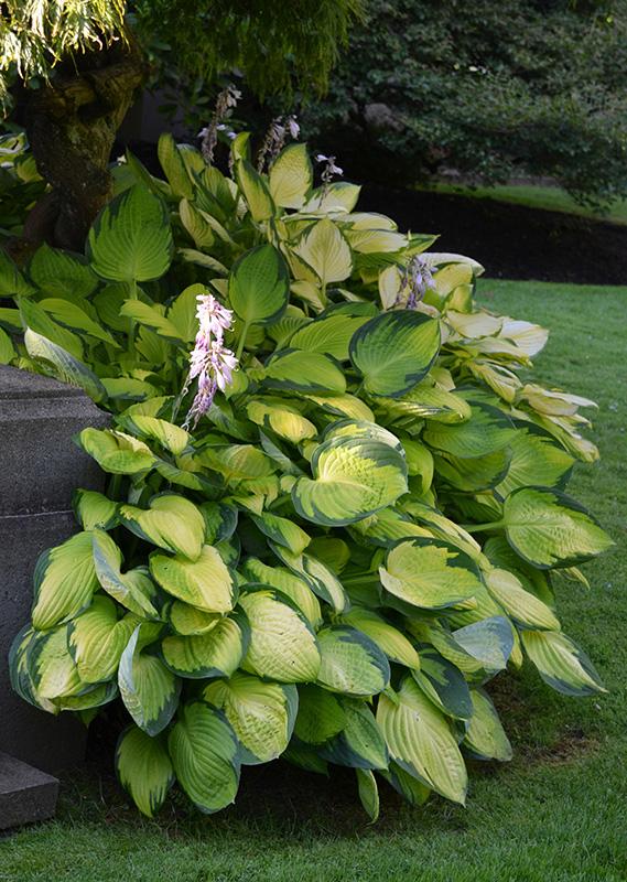 Hosta X Gold Standard - View 11 from www redcrocus com