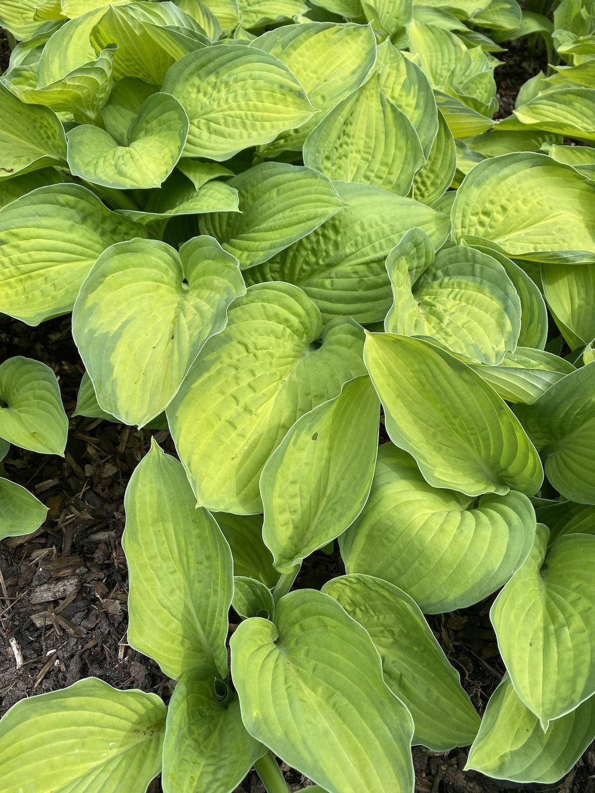 Hosta X Gold Standard - View 12 from www redcrocus com